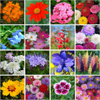Bulk Wildflower Seed - Bird & Butterfly Garden Seed Mix | Bulk 300,000+ Annual & Perennial Flower Seeds for Planting - Attracts Hummingbirds & Butterfly | No Messy Bags or Packets | Bulk 1 Pound Jar
