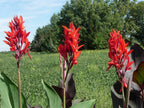 Beautiful Large Red Canna, Robert Kemp Canna Lily Fresh Top Size Bulb/Plant/Rhizome