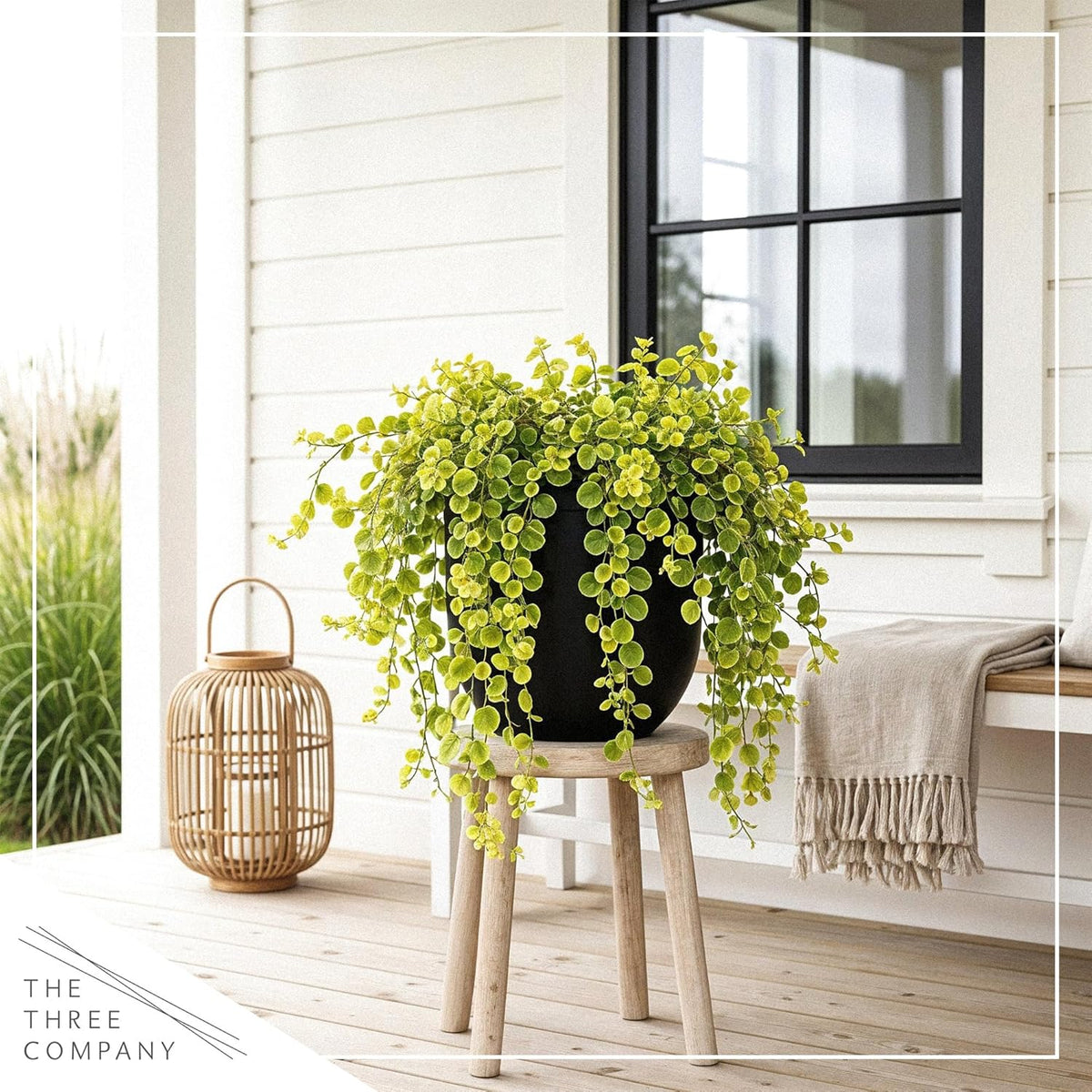 Creeping Jenny Live Plant (Lysimachia nummularia) - 4 Plants Per Pack - Healthy Trailing Perennial - Beautiful Accent Plant - 6" Tall by 4" Wide in 1 Pt Pot