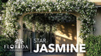 Star Jasmine | 20 Live Plants | Trachelospermum Jasminoides | Fragrant Blooming Evergreen Vine, Low Maintenance, Climbing, White Flowers, Attracts Pollinators, Drought Tolerant