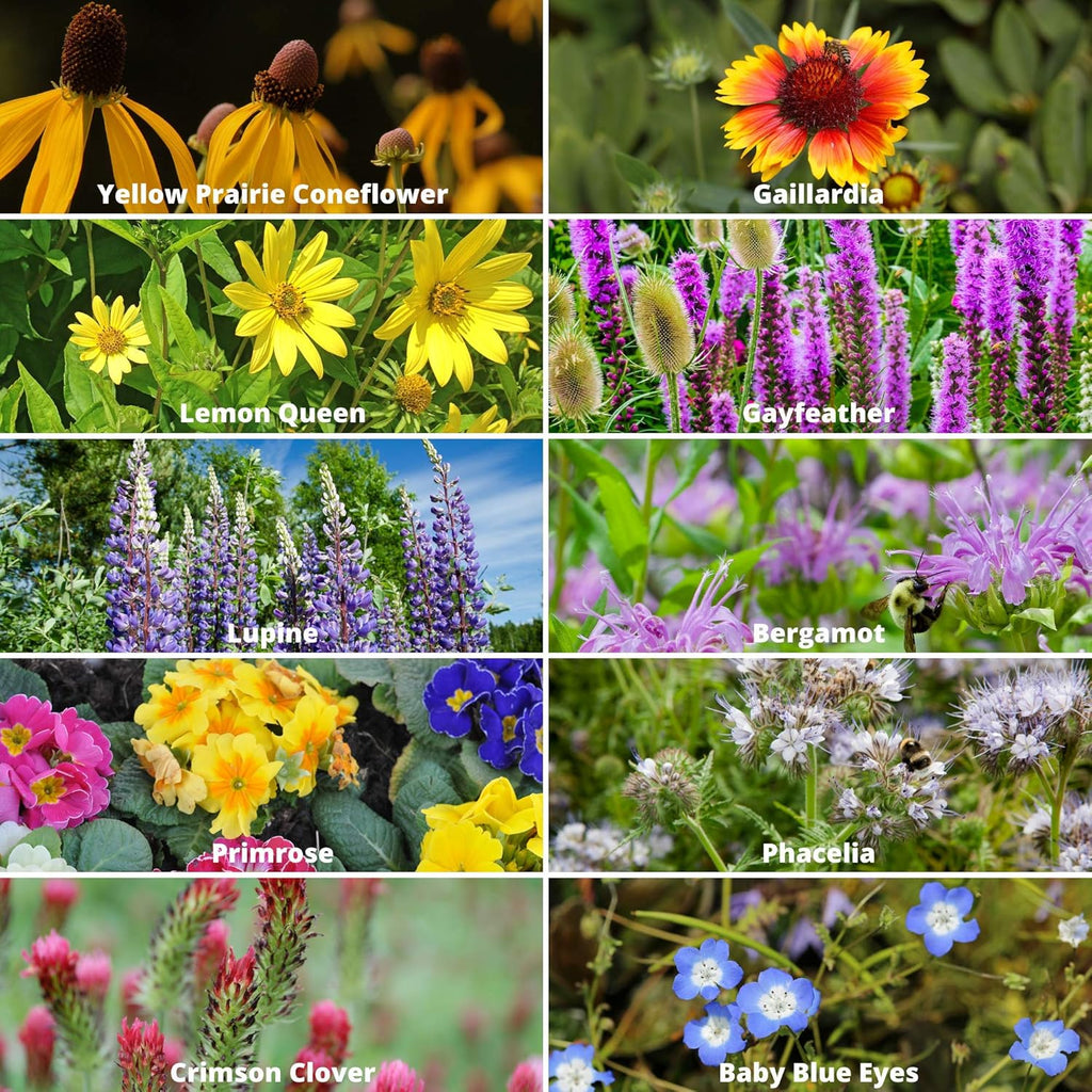 Wildflower Seeds Bulk, 2 Oz. 80,000+ Seeds – Save The Bees Mix with 19 Non-GMO Varieties – Bee Friendly & Pollinator Wildflower Seed for Planting