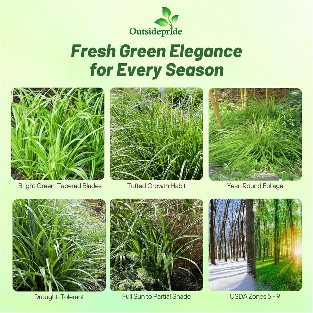 Outsidepride Carex Fresh Look Ornamental Grass Seed – 100 Pcs. Perennial, Low-Maintenance, Drought-Tolerant Grass Seeds with Low Growing Foliage for Borders, Ground Covers, & Outdoor Living Spaces