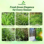 Outsidepride Carex Fresh Look Ornamental Grass Seed – 200 Pcs. Perennial, Low-Maintenance, Drought-Tolerant Grass Seeds with Low Growing Foliage for Borders, Ground Covers, & Outdoor Living Spaces