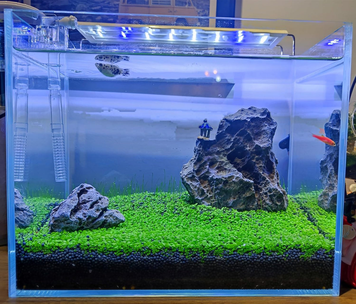 4 Bags Aquarium Plant S.e.e.ds, not Artificial Plastic Plant, Fish Tank Live Grass for All Substrate (0.36ozTiny+0.36oz Long+0.36oz Short+0.36oz Big Dual) ZQV-010