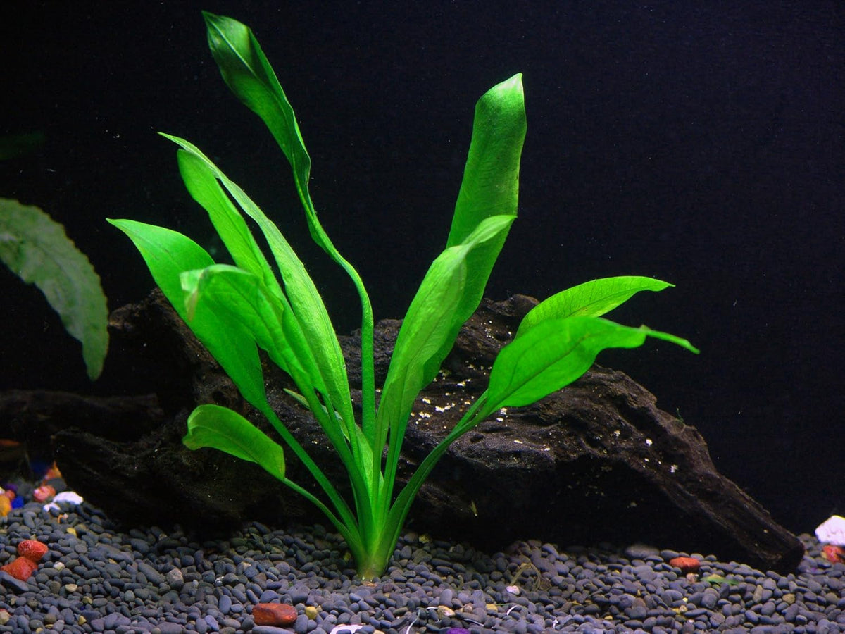 24 Plants Bundle / 6 Species Live Aquarium Plants Package - Microsorum, Amazon Sword, Anubias, Moneywort, Hornwort, etc. (100+ Gallon Aquariums)