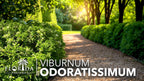Viburnum Odoratissimum | 3 Live Plants | Viburnum odoratissimum | Fast Growing Privacy Hedge | Evergreen Screening Shrub