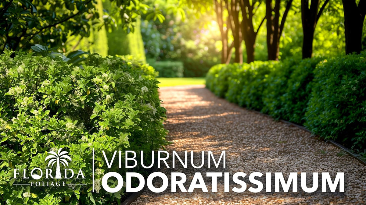 Viburnum Odoratissimum | 10 Live Plants | Viburnum odoratissimum | Fast Growing Privacy Hedge | Evergreen Screening Shrub