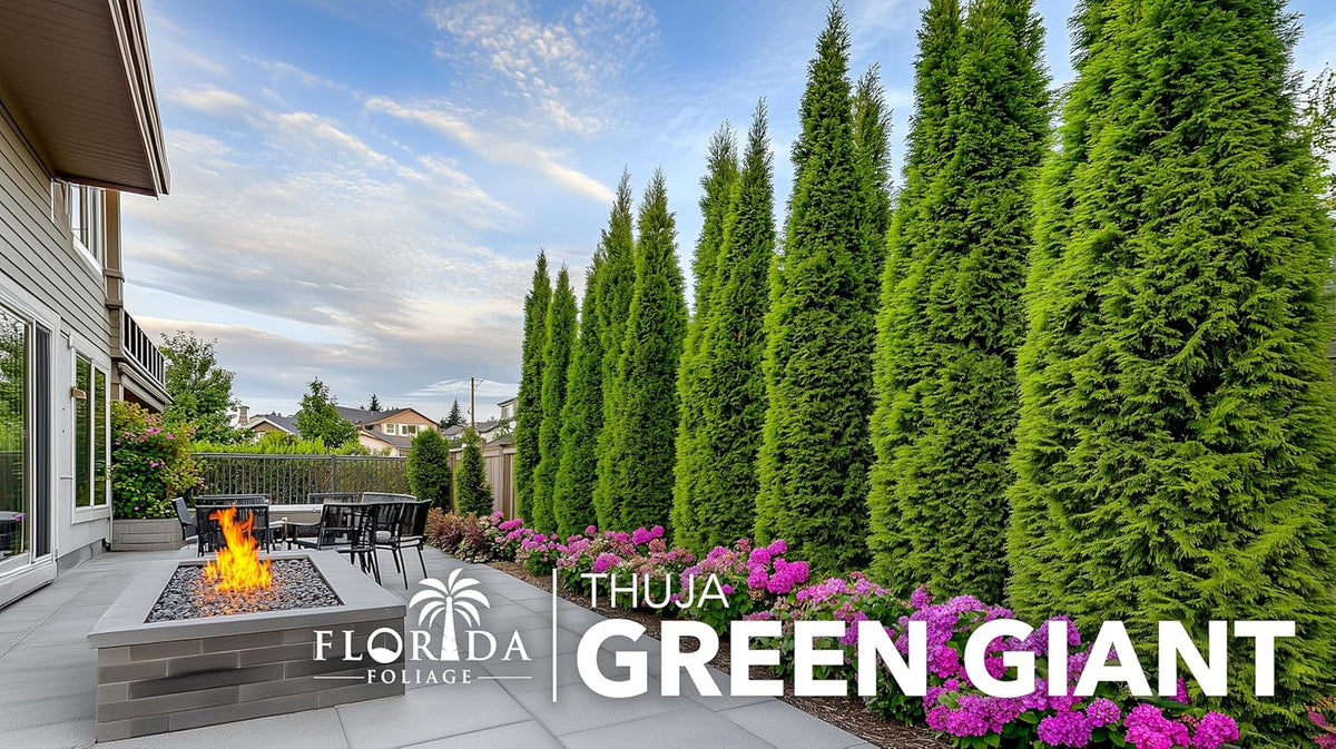 Thuja Arborvitae Green Giant - 5 Live Quart Size Plants - Evergreen Privacy Trees
