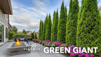 Thuja Arborvitae Green Giant - 1 Live Quart Size Plant - Evergreen Privacy Trees