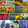 Southwestern Wildflower Seeds Bulk – 1/4 lb, 160,000+ Seeds – Native Desert Flower Mix – Annual & Perennial Wildflower Seed for Pollinators and Dry Climates