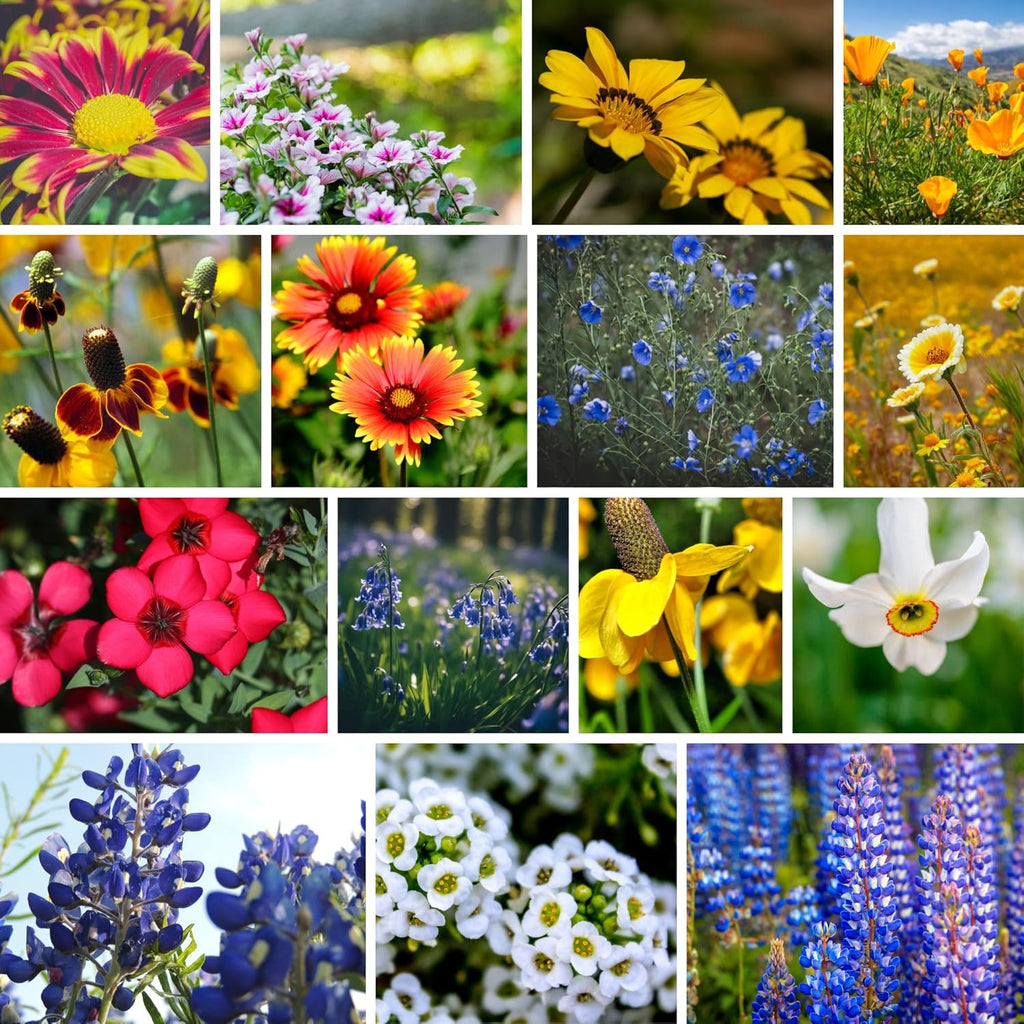 Wildflower Seeds Bulk, Southwestern Wildflower Seed Mix, 1 Lb 640,000+ Seeds, Annual & Perennial Flower, with Southwest Native Wildflowers, Flower Seed Bulk, Desert Wildflowers Mix