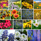 Wildflower Seeds Bulk, Southwestern Wildflower Seed Mix, 1 Lb 640,000+ Seeds, Annual & Perennial Flower, with Southwest Native Wildflowers, Flower Seed Bulk, Desert Wildflowers Mix