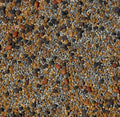 No-Till Cover Crop 13-Seed Mix (1 lb. Bag): [50% Clovers Plus Fenugreek, Vetch, Flax, Cowpeas, Buckwheat, Forage Peas, Millet, Lentils, Crimson Clover, Sweet Yellow, White Clover, Medium Red Clover]