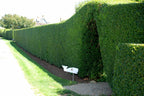 Curled Leaf Privet - Ligustrum Japonicum Recurvifolium - 3 Live Plants - Evergreen Flowering Privacy Hedge