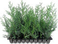 Leyland Cypress | 20 Live Plants | Cupressus × leylandii | Fast Growing Evergreen Trees | Privacy Hedge Plants for Landscaping
