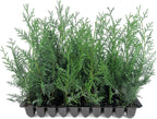 Leyland Cypress | 20 Live Plants | Cupressus × leylandii | Fast Growing Evergreen Trees | Privacy Hedge Plants for Landscaping