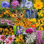Midwestern Wildflower Seeds Bulk – 5 lb, 3 Million+ Seeds – Native Prairie Wildflower Mix for Midwest USA – Annual & Perennial Pollinator Flower Seed for Garden, Meadow & Landscaping