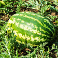 Watermelon Seeds - All Sweet - 1 Lb ~6,400 Seeds - Citrullus lanatus - Farm & Garden Vegetable/Fruit Seed - Non-GMO, Heirloom, Open Pollinated, Annual