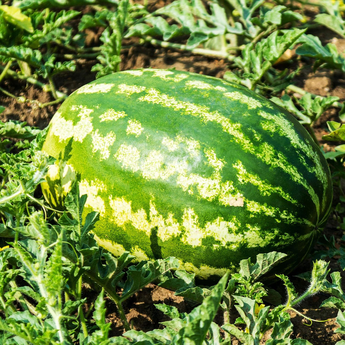 Watermelon Seeds - All Sweet - 0.25 Oz ~100 Seeds - Citrullus lanatus - Farm & Garden Vegetable/Fruit Seed - Non-GMO, Heirloom, Open Pollinated, Annual