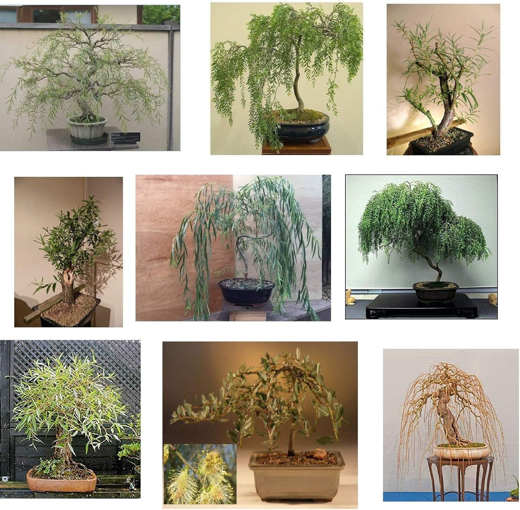 Ultimate Willow Bonsai Bundle - 9 Types of Exotic Willow to Grow as Bonsai
