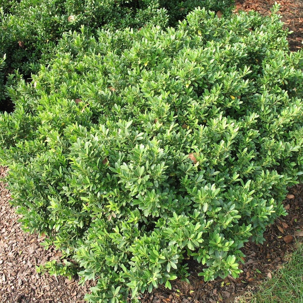 Hoogendoorn Holly Shrub I 10 Live Plants I Ilex Crenata | Lustrous Evergreen for Hedging, Privacy Screens, and Decorative Accents