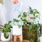 Houseplant Fertilizer & Indoor Plant Food | Self-Dissolving Tablets | Make Feeding Your Plants a Breeze | Instant Plant Food (4 Tablets)
