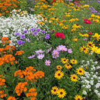 Ferry-Morse Gulf Coast-Caribbean Mix Bulk Wildflower Seeds, 1lb
