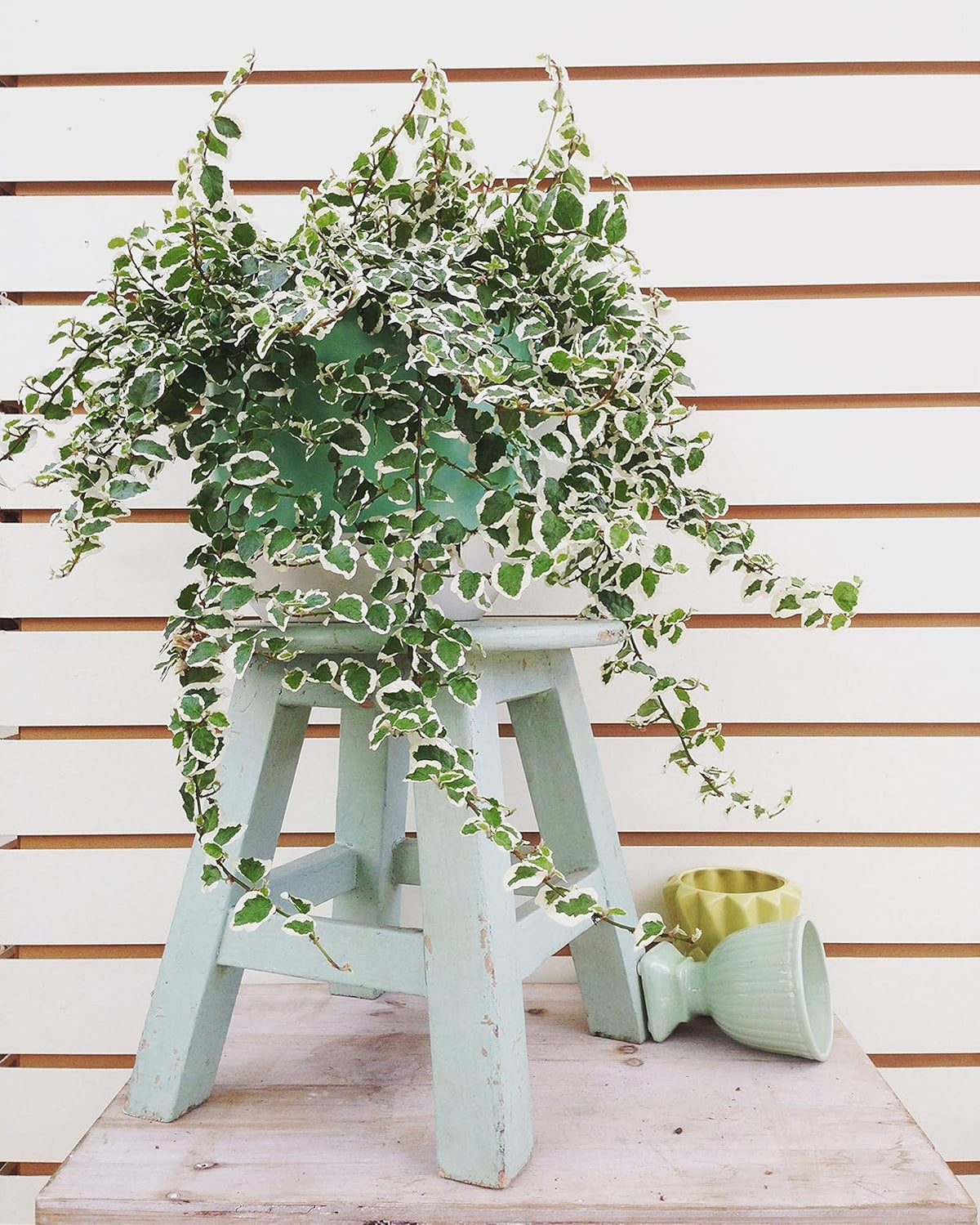 Variegated Creeping Fig Vine - Ficus Pumila Variegata - 10 Live Fully Rooted 2 Inch Plants - Climbing Ivy