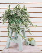 Variegated Creeping Fig Vine - Ficus Pumila Variegata - 3 Live Fully Rooted 2 Inch Plants - Climbing Ivy