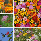 Pollinator Wildflower Seed Shaker Collection - ~300,000+ Wild Flower Seeds for Planting - Includes Hummingbird & Butterfly, Save The Monarchs, and Save The Bees Wildflower Mixes - Covers ~1,000 sq ft…