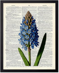 Poster Master Dictionary Art Poster - Blue Hyacinth Print - Flower Art - Floral Art - Gift for Men, Women & Florist - Minimal Decor for Bedroom, Office, Dorm or Flower Shop, 8x10 Black Framed