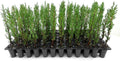 Italian Cypress |30 Live Trees | Cupressus sempervirens | Narrow Evergreen Plants | Tall Privacy Landscaping | Upright Ornamental Outdoor Plant
