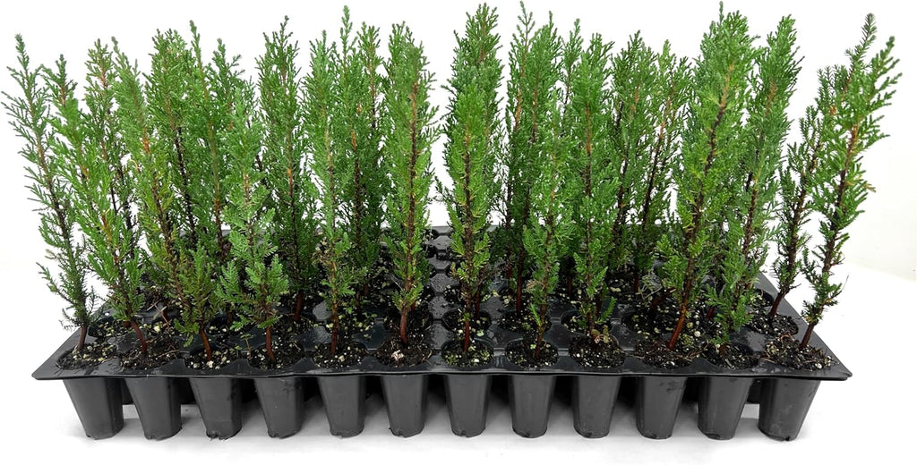 Italian Cypress | 3 Live Trees | Cupressus sempervirens | Narrow Evergreen Plants | Tall Privacy Landscaping | Upright Ornamental Outdoor Plant