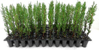 Italian Cypress | 20 Live Trees | Cupressus sempervirens | Narrow Evergreen Plants | Tall Privacy Landscaping | Upright Ornamental Outdoor Plant