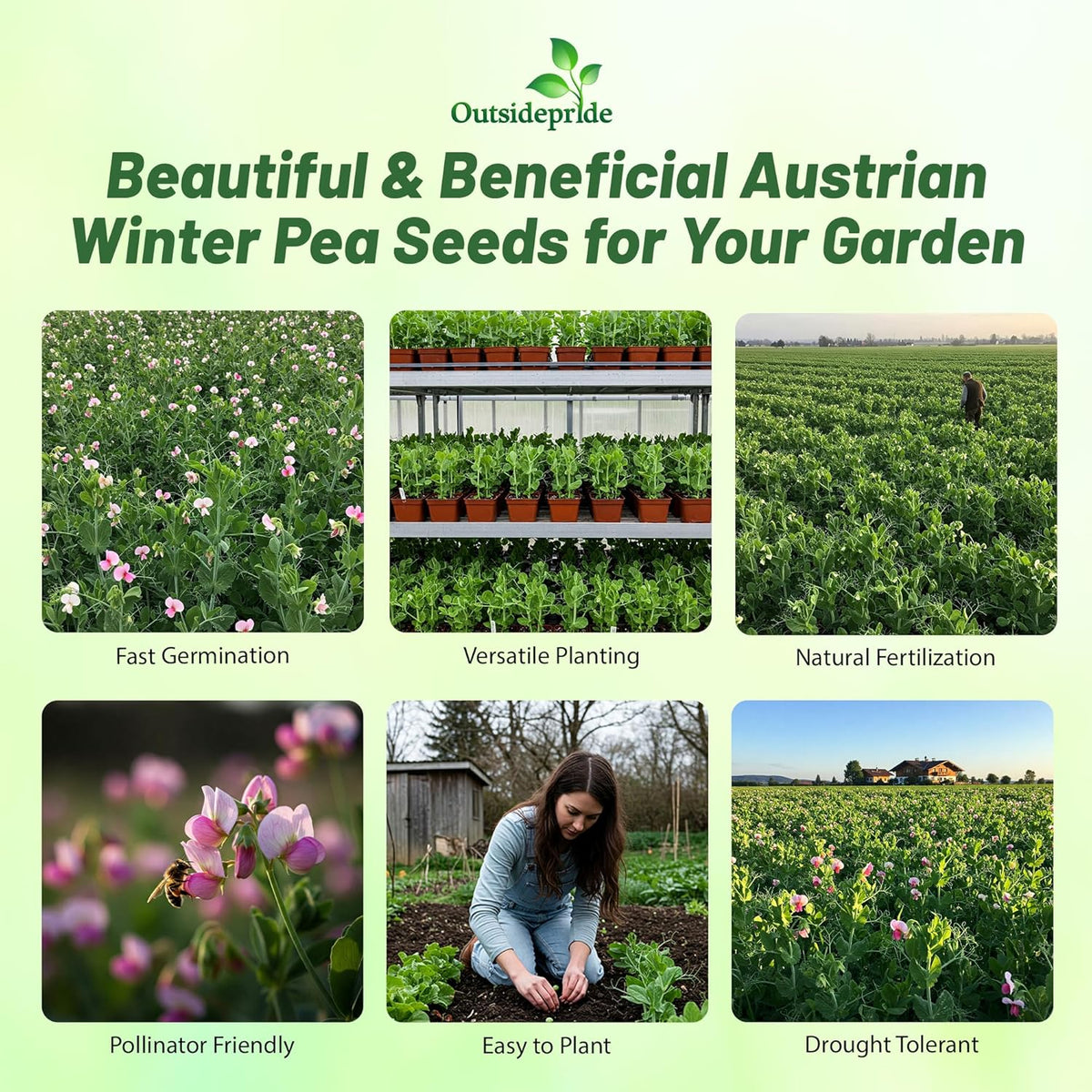 Outsidepride Austrian Winter Peas Seeds for Planting – 50 lbs Bag (Cool-Season Cover Crop, High-Protein Deer Food Plot Seed) Field Peas, Cover Crop Seeds, Spring Mix for Soil Health & Forage
