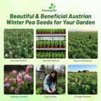 Outsidepride Austrian Winter Peas Seeds for Planting – 1 oz (Cool-Season Cover Crop, High-Protein Deer Food Plot Seed) Field Peas, Cover Crop Seeds, Spring Mix for Soil Health & Forage