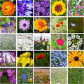 All Annual Wildflower Mix Seed for Planting - 1 Lb ~16,000+ Seeds - 21 Varieties Including California Poppy, Indian Blanket, Scarlet Flax, & More - Attracts Pollinators - Bulk Wildflower Seeds