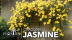 Carolina Jasmine | 3 Live Plants | Gelsemium sempervirens | Fast-Growing Flowering Vine for Trellises & Fences | Climbing Landscape Plants