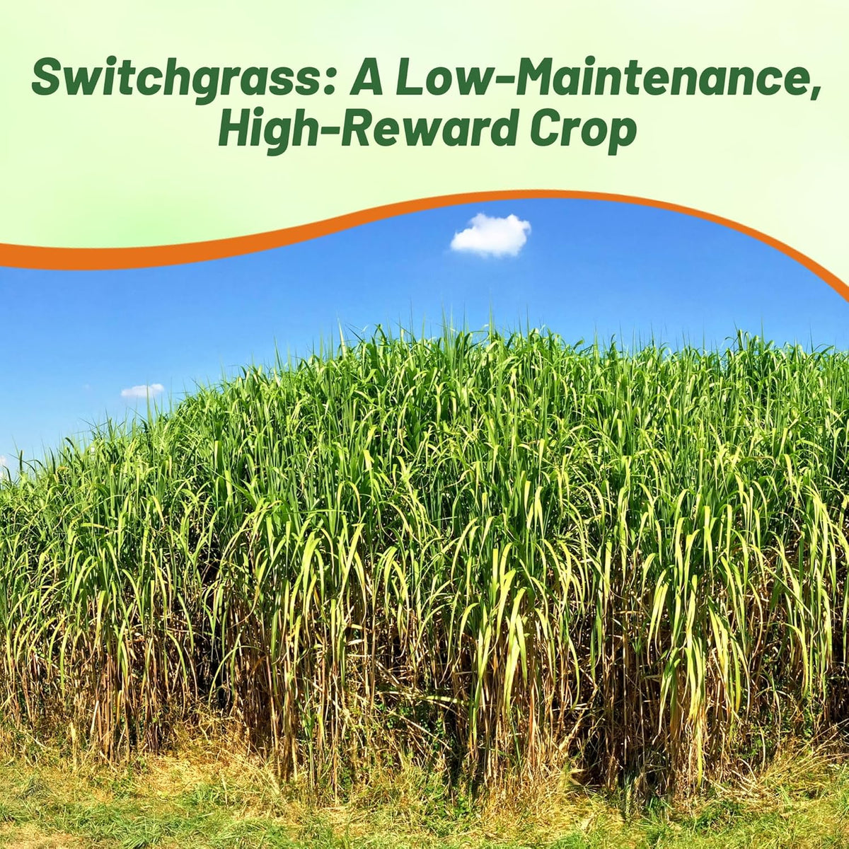 Outsidepride Switchgrass Seed - 1 lb. Perennial Hardy, Drought & Flood Tolerant Native Grass Seed Ideal Fast-Growing Grasses for Erosion Control, Wildlife Forage & Food Plots, Thrives in Poor Soil