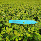 Pink Lemonade Blueberry (Emerald)