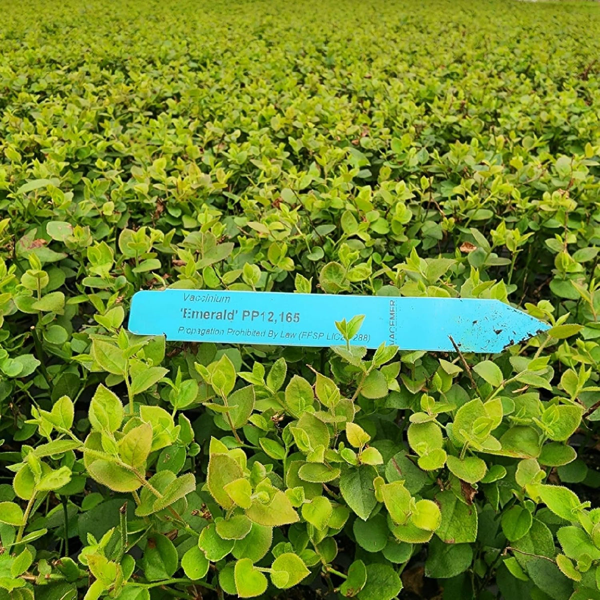 Pink Lemonade Blueberry (Emerald)