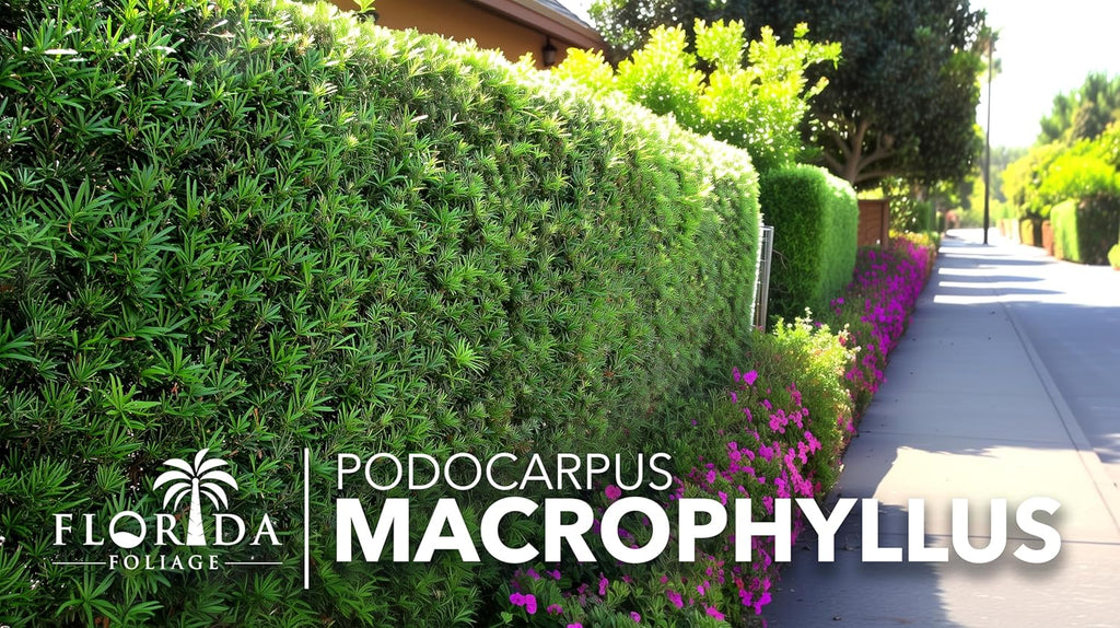 Podocarpus Macrophyllus Japanese Yew | 3 Live Plants | Podocarpus macrophyllus | Privacy Hedge Shrub | Evergreen Landscaping Plants for Gardens & Borders