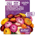 KVITER 1,500 Tall Mix Strawflower Seeds for Planting (Xerochrysum/Helichrysum Bracteatum) — Golden Everlasting Flower, Paper Daisy — Ideal Organic, Heirloom Cut Flower Seeds to Plant Outside & Drying