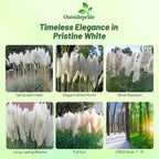 Outsidepride White Pampas Grass Seeds – 1,000 Pcs. Perennial, Drought-Tolerant Ornamental Grass for Large Garden Borders, Privacy Landscaping, Xeriscaping, and Low-Maintenance Outdoor Spaces