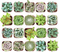 Shop Succulents Mixed Succulent Plant Pack 2" Grow Pot Pack of 32