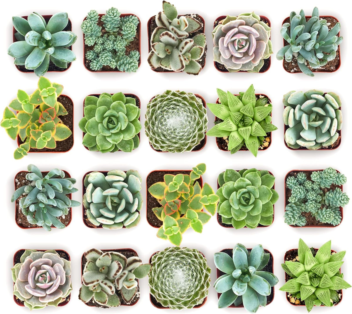 Shop Succulents Mixed Succulent Plant Pack 2" Grow Pot Pack of 32