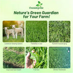 Outsidepride Ryegrass Seeds - 25 lb. Annual, Hardy & Fast-Growing, Cover Crop Seeds for Planting Glossy Dark Green Grass Leaves, Ideal for Hay Foraging, Pasture Grazing & Erosion Control