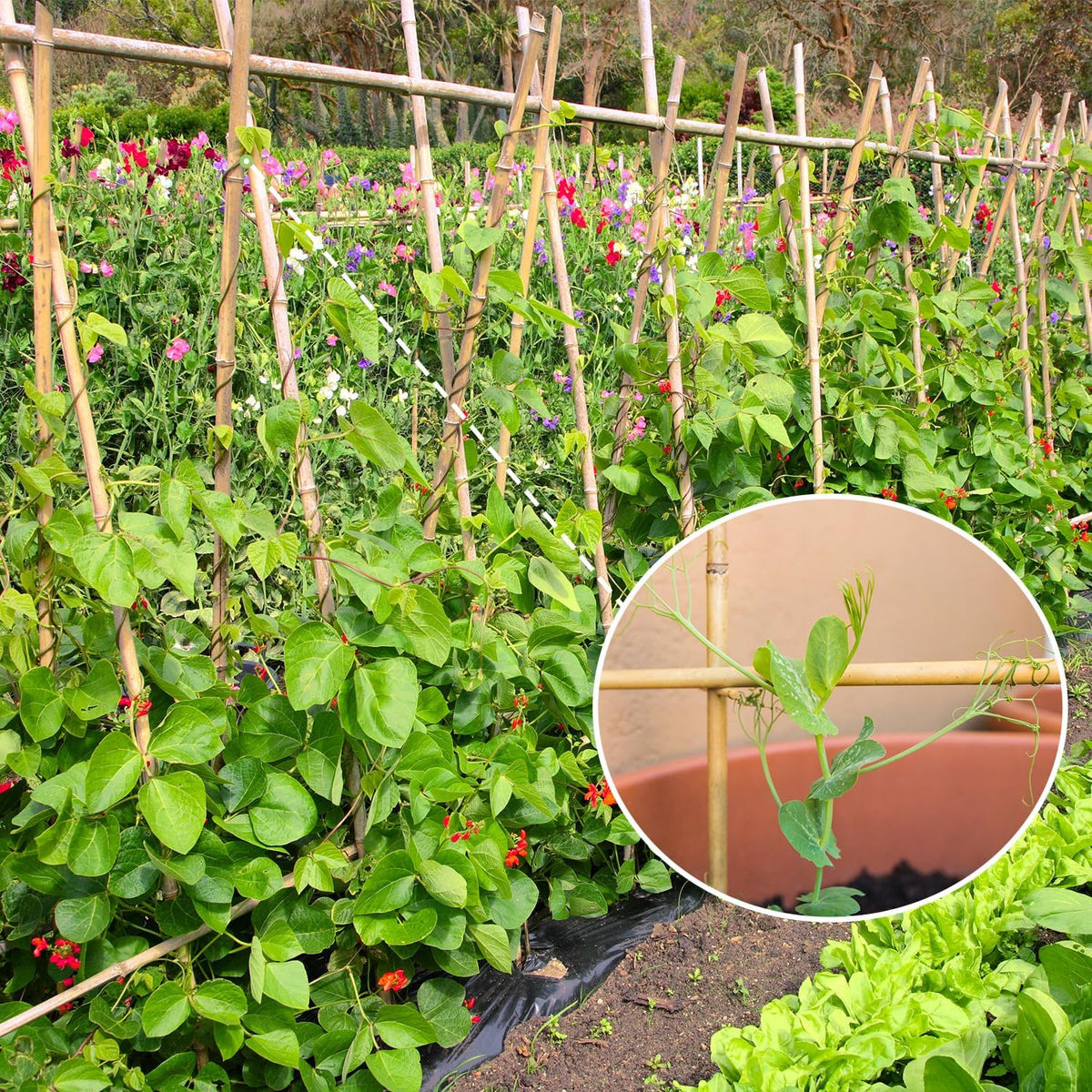 Plant Stakes,3FT Longer Sturdy Natural Bamboo Garden Stakes,GAGINANG 25Pcs Bamboo Sticks Trellis Support for Tomato, Vegetables Beans Trees Climbing Plants