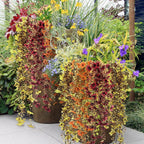 6 Pcs Artificial Fall Hanging Flowers Outdoor Silk Mum Plants Autumn Decor Faux Violet with Eucalyptus Realistic UV Resistant Trailing Vine Thanksgiving Porch Yard(Retro Color,Violet)