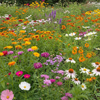 Ferry-Morse Butterfly Mix Bulk Wildflower Seeds, 1lb